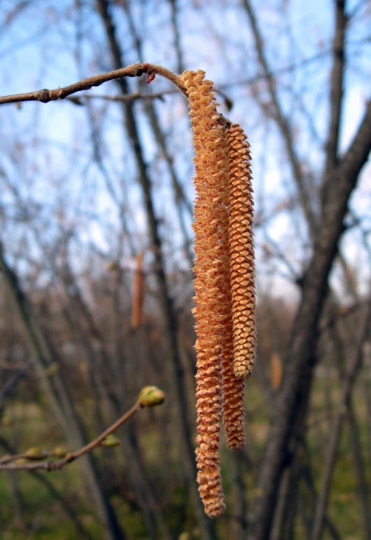 a couple of flowers that are growing next to a tree