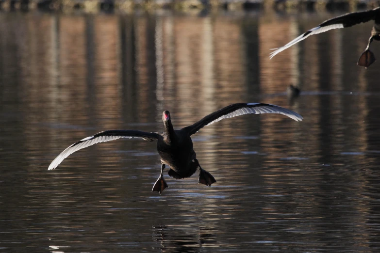 two large black birds are flying over water