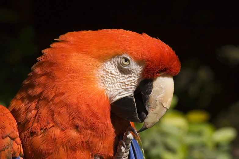 a close up of a very big pretty parrot