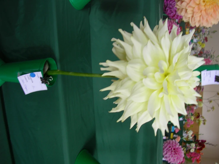 a flower is in front of a green curtain