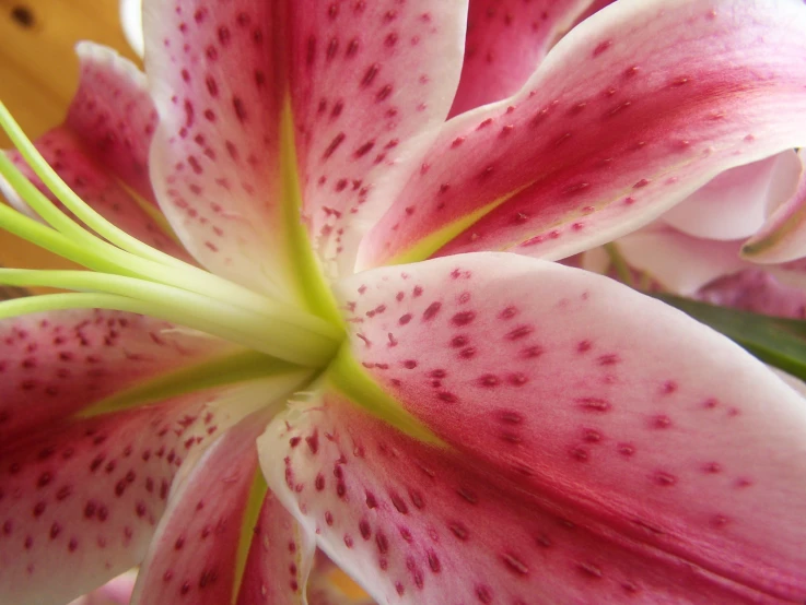 pink flowers with spots that have long stems and green leaves