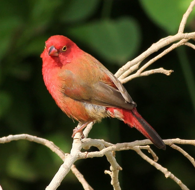 red bird with a yellow beak sitting on nch