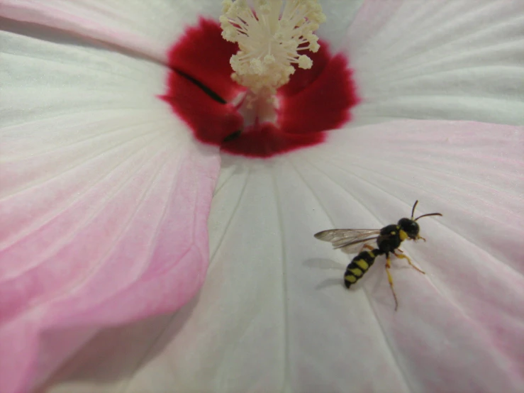 a close up of a bee on a pink flower