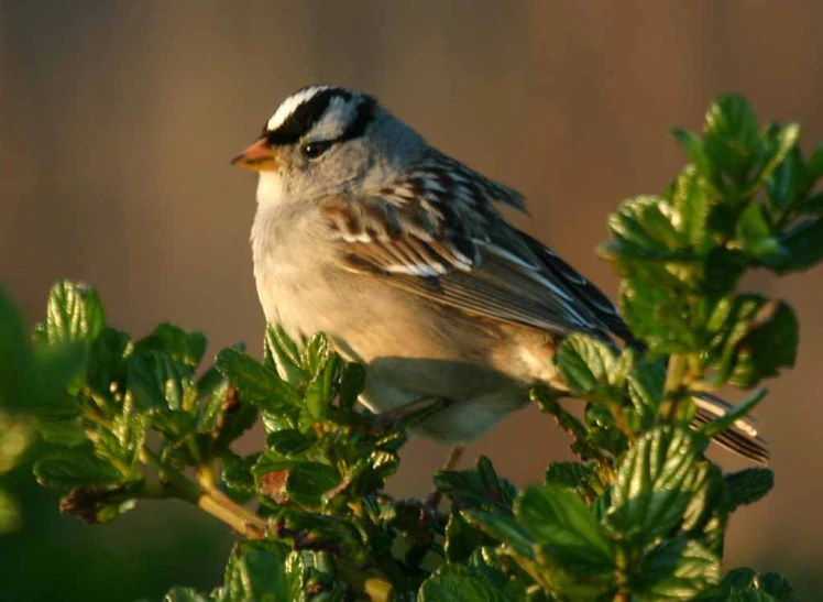 the small bird is perched on top of the tree nch