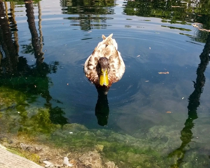 a bird floating in a pond with some water around it