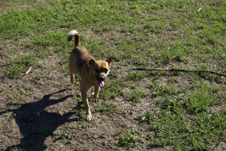 a dog is running through a field with a leash