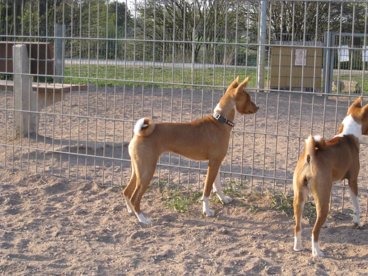 two dogs standing inside an enclosure with a chain link fence