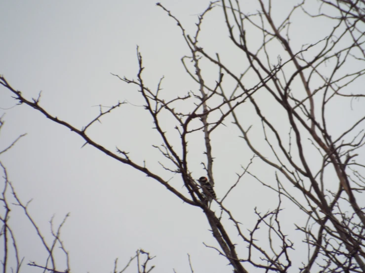 the bird is perched on the tree top