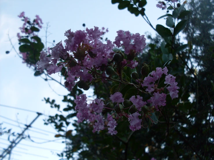 pink flowers grow on tree nches in the early evening sun