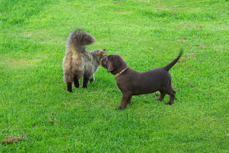 two dogs fighting in the grass outside