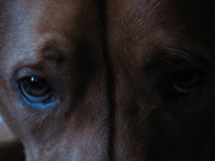 a close up picture of a dog's eye
