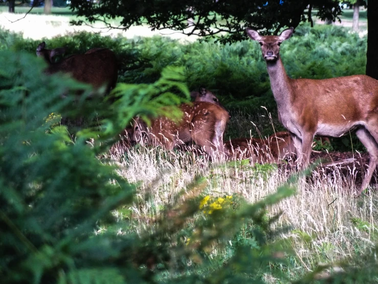 a couple of animals standing in the grass