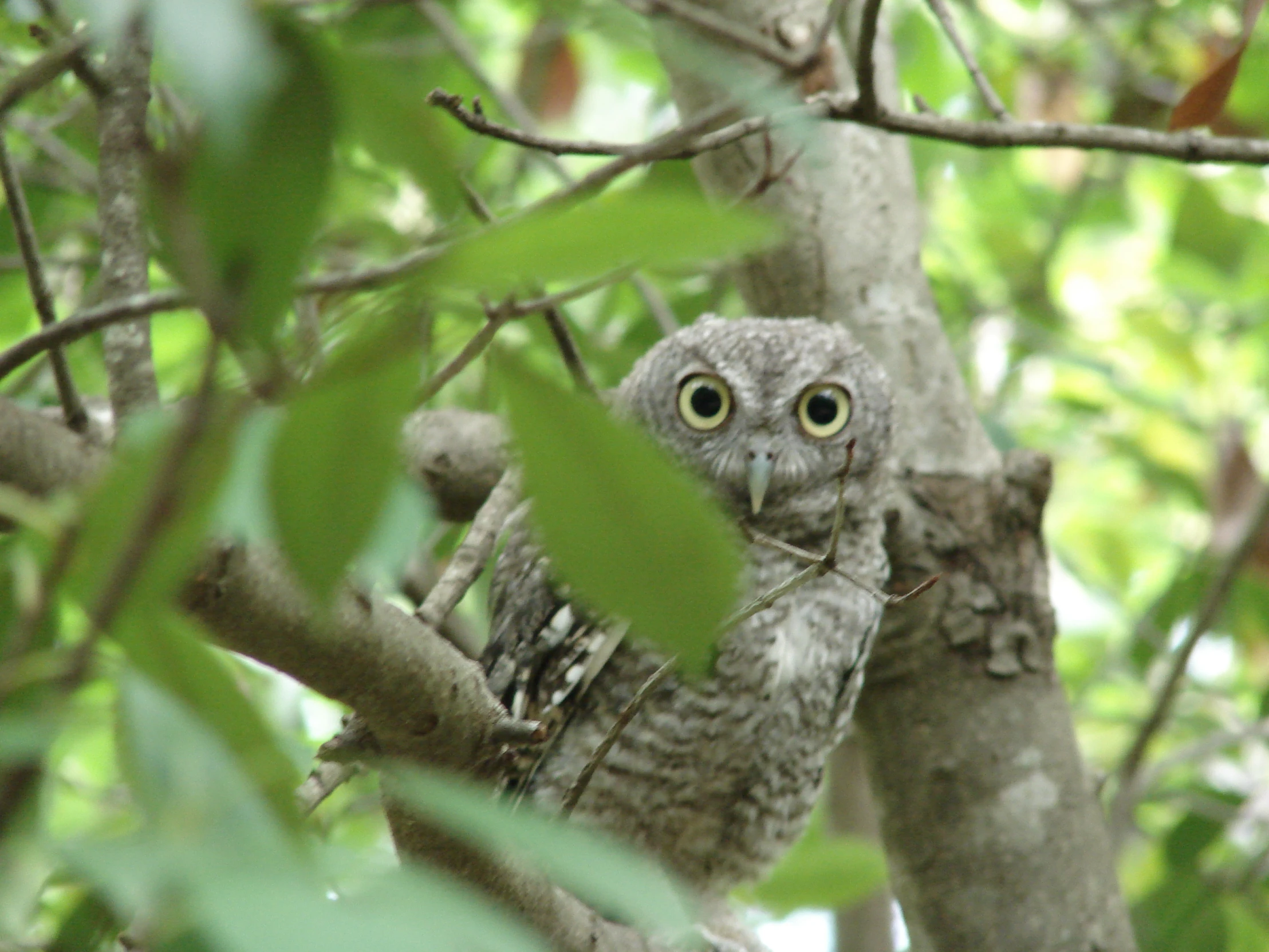 an owl in a tree staring at the camera