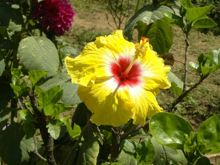 a big pretty yellow flower with a red center