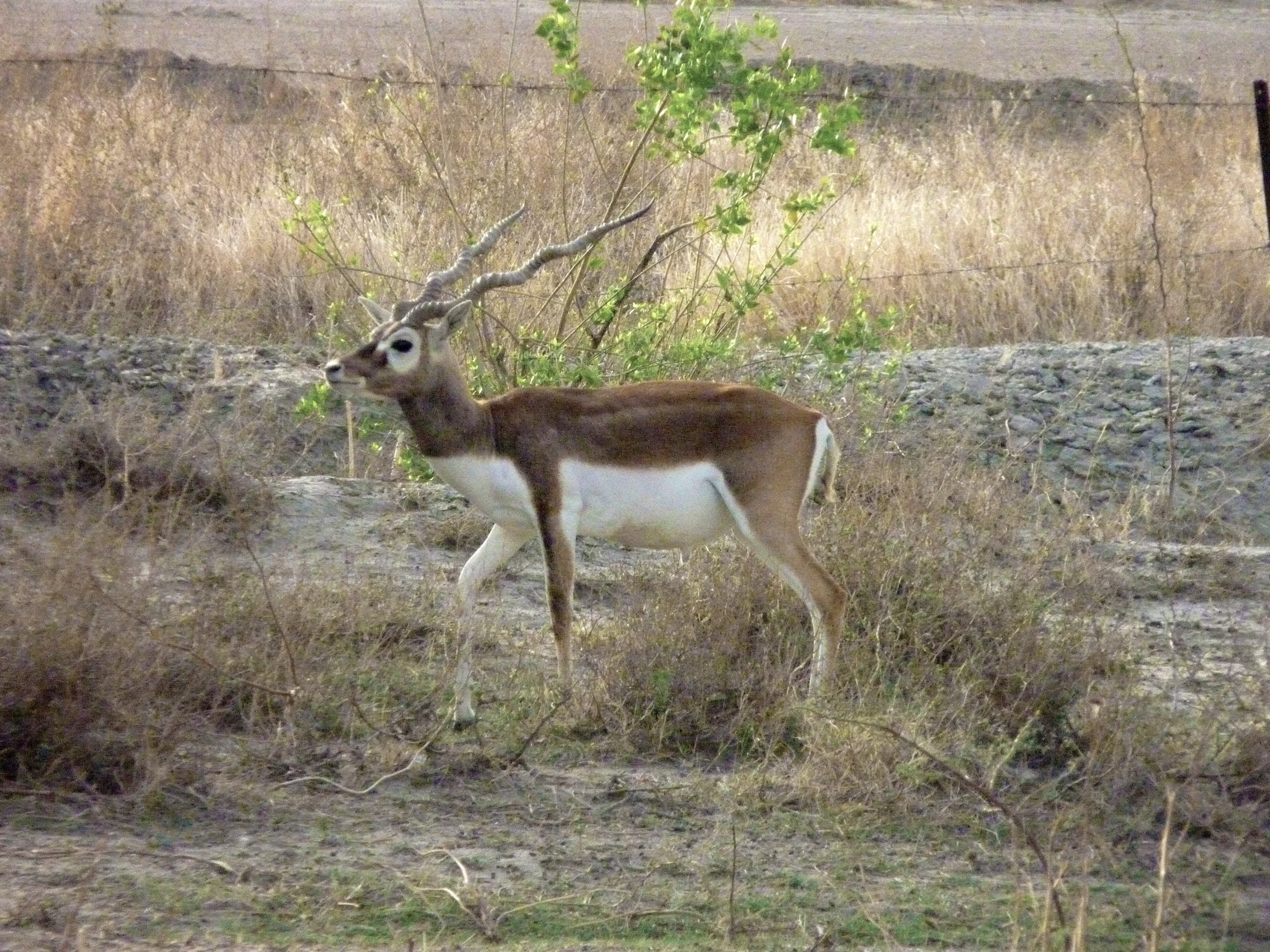 a small animal walking through a dry grass field