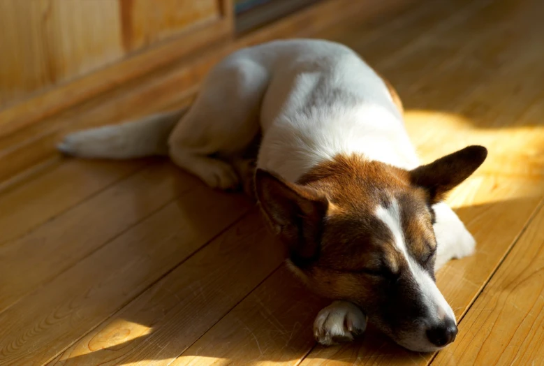 a dog lies down on the wooden floor and stares into the camera lens