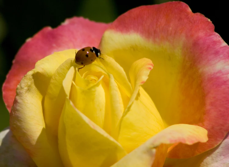 lady bug sitting on the end of a flower