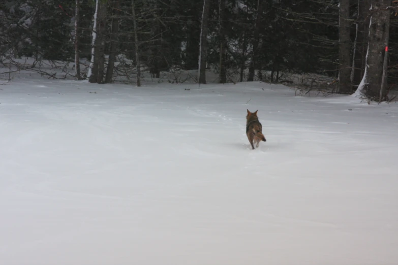 a dog walking through the snow in front of trees