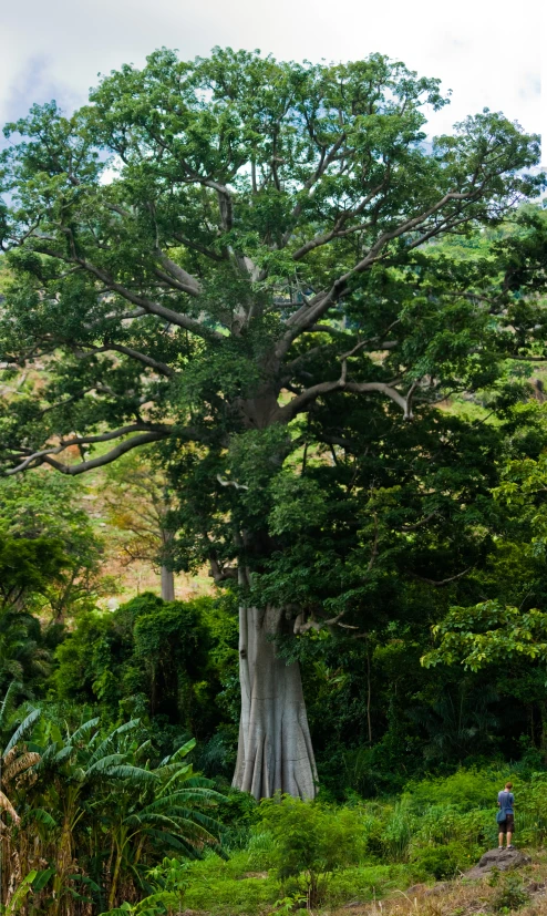 a big tree with lots of green foliage