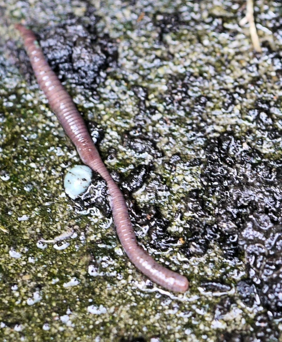 the tiny worm is laying on the ground