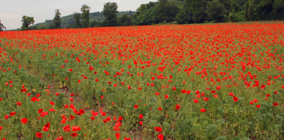 a large field that is filled with lots of red flowers