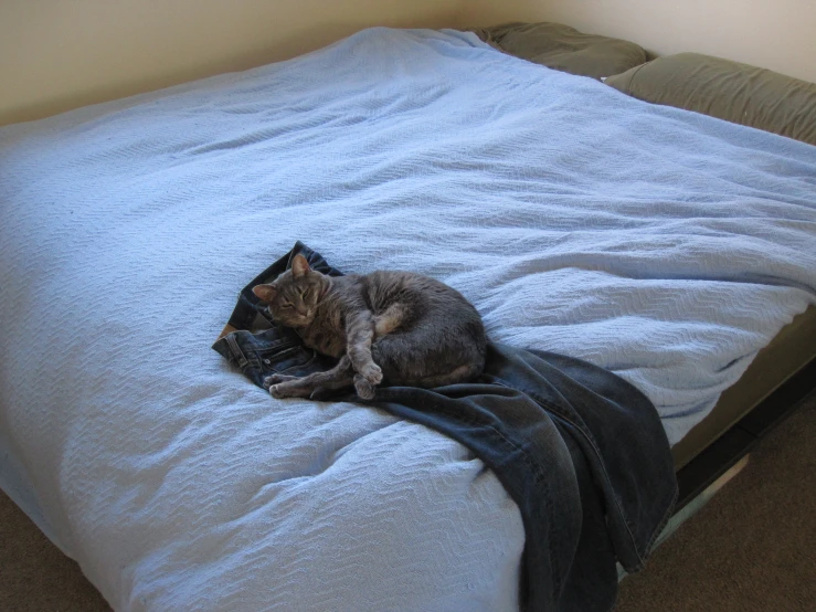 a cat sitting on top of a bed in a bedroom