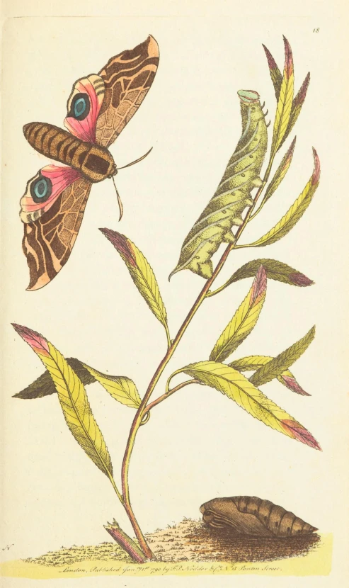 a erfly is sitting on a plant with long leaves