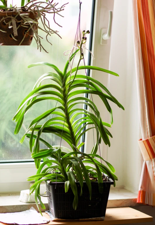 a houseplant sits on top of a window sill