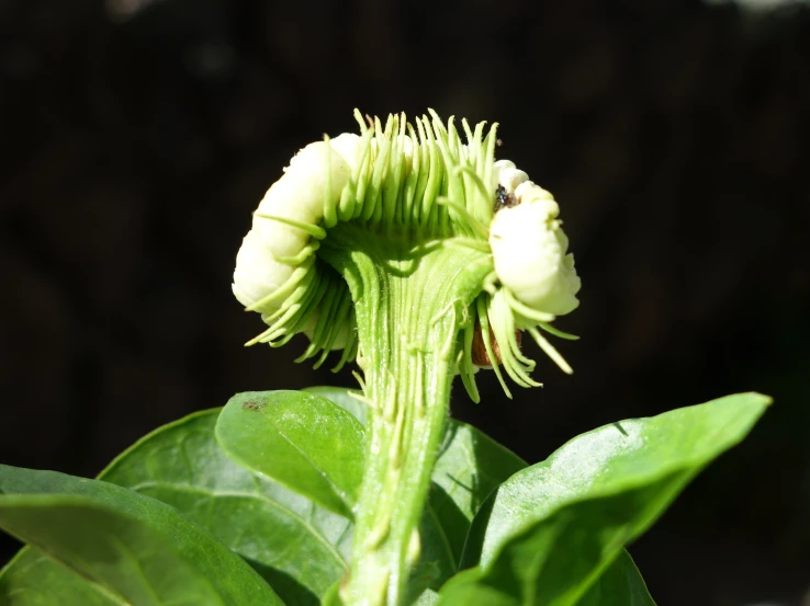 green plant with flowers on both side in the sunlight