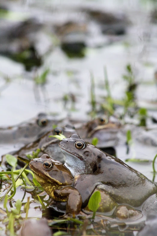 some very pretty little green frogs sitting in the water