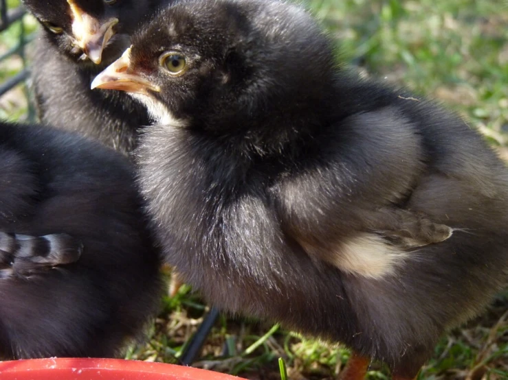 two small chickens on the ground and one black
