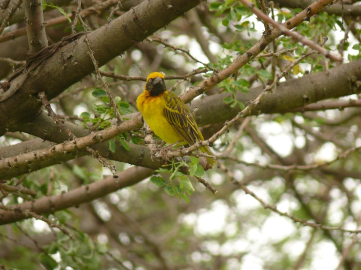 the small yellow and black bird is perched in the tree