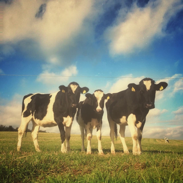 three black and white cows standing on top of a lush green field