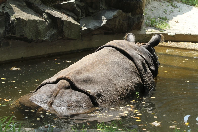 a hippo in the water with his head sticking out