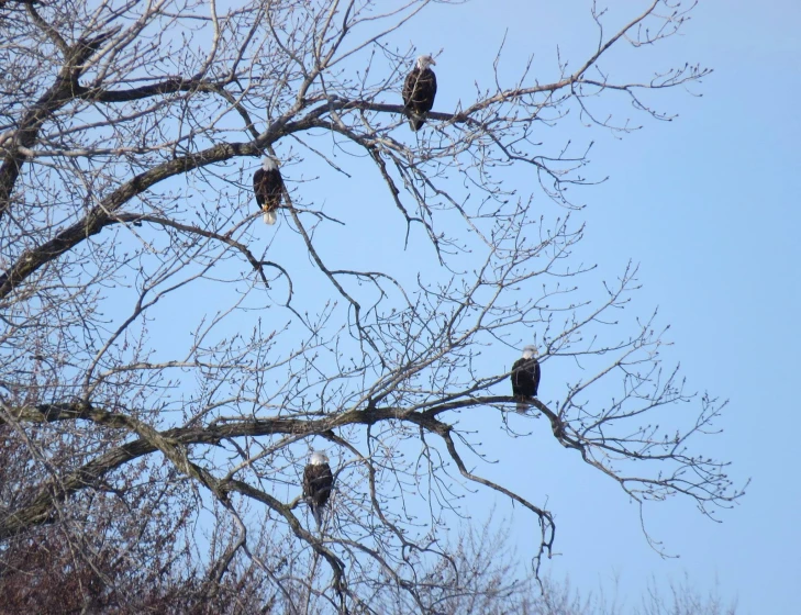 an image of several birds in the nches of a tree