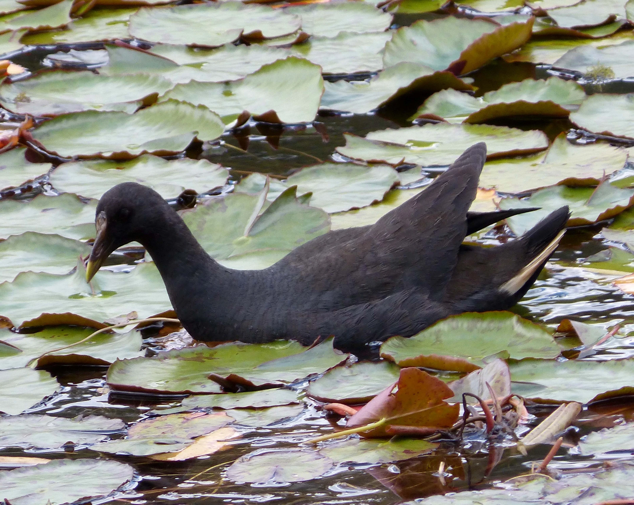 a black duck floating in water on top of a lily pad