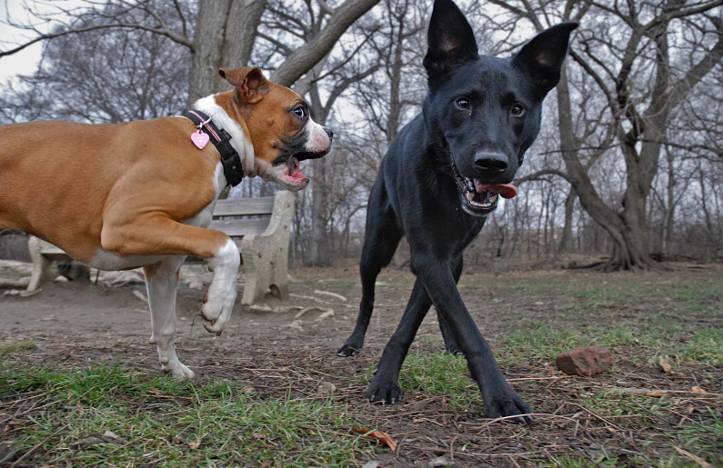 two dogs are playing outside in a park