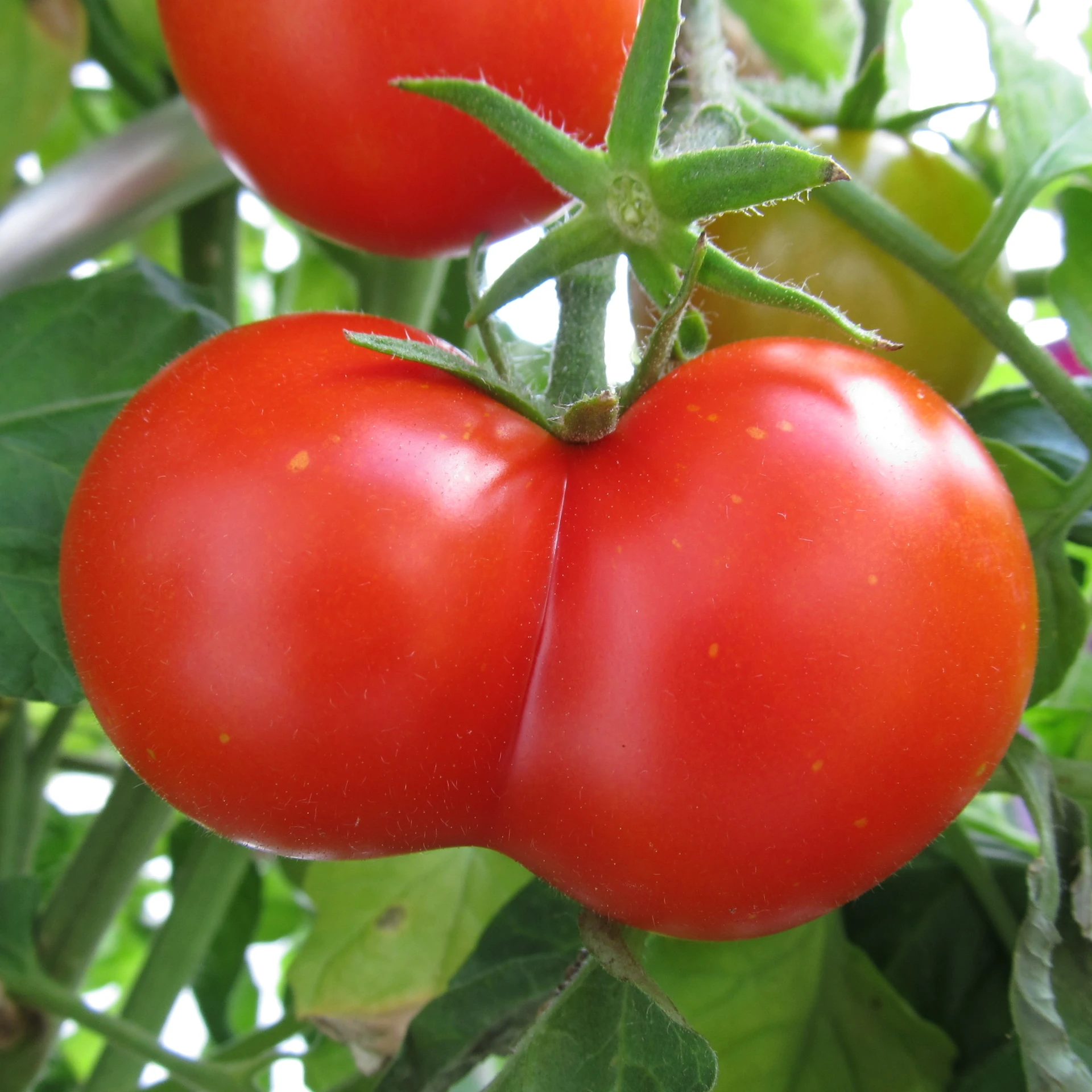 three tomatoes sitting on top of green leaves