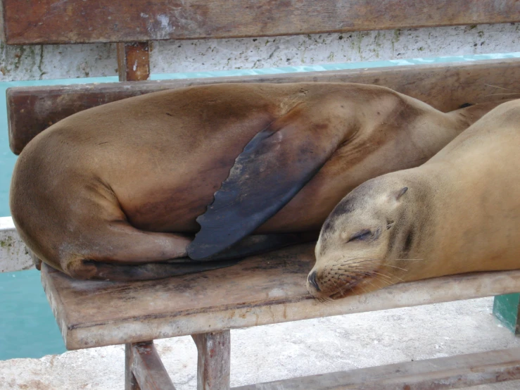 there is an image of a seal on the bench