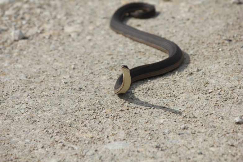 the snake is in the sand near its tail