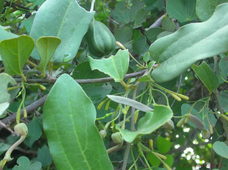 the tree has several leaves and buds in it