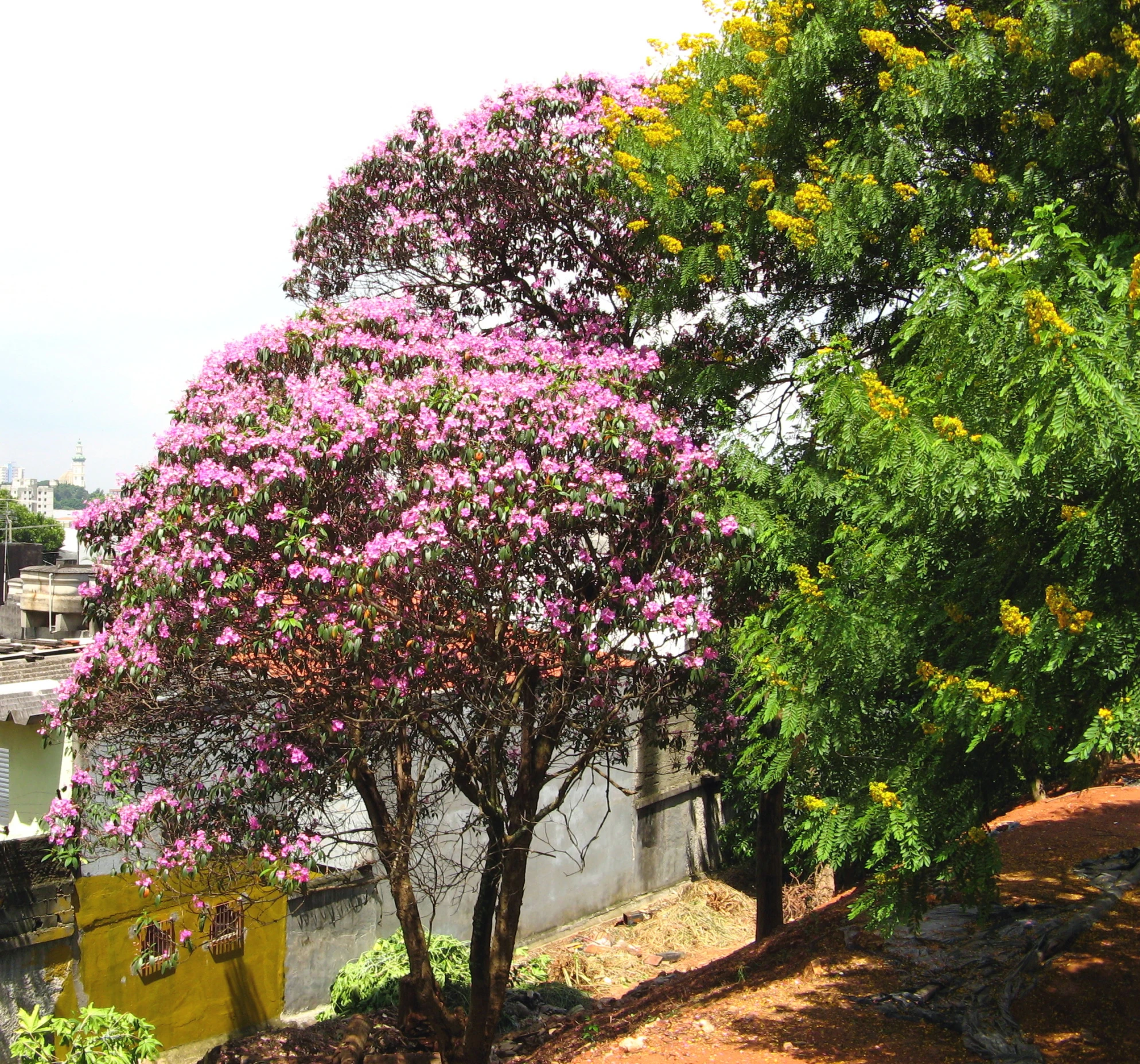 purple flowers on a bush next to a wall