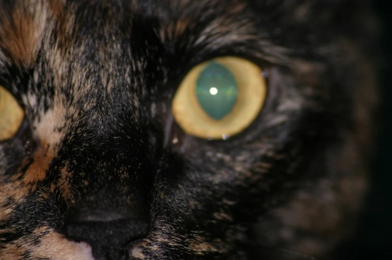 the tiger cat is staring intently with large, yellow eyes