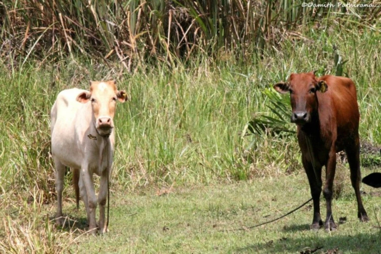 two cows are standing in a grassy area with tall grass