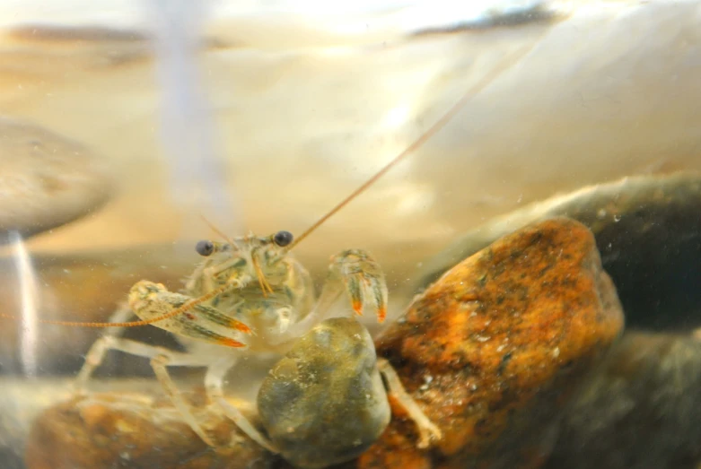 a bug sits on some rocks under water