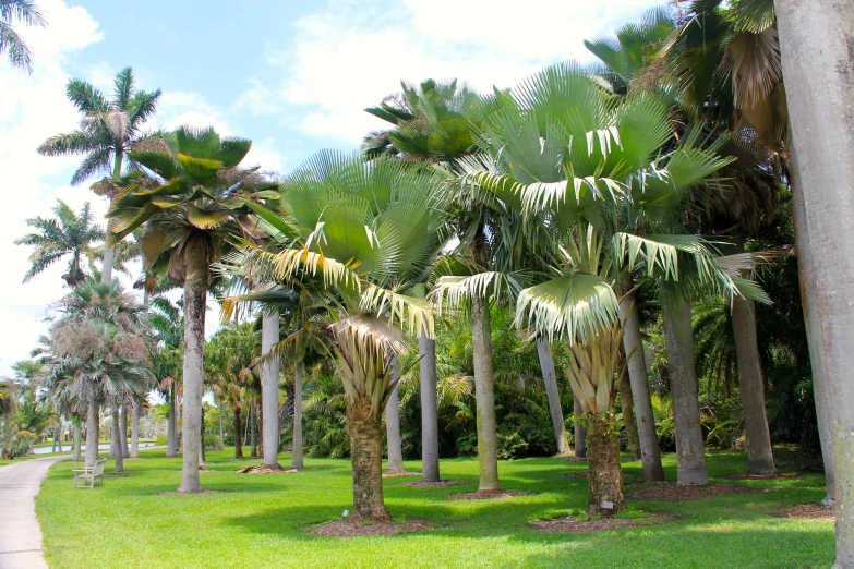 a bunch of palm trees lined up on the side of the road