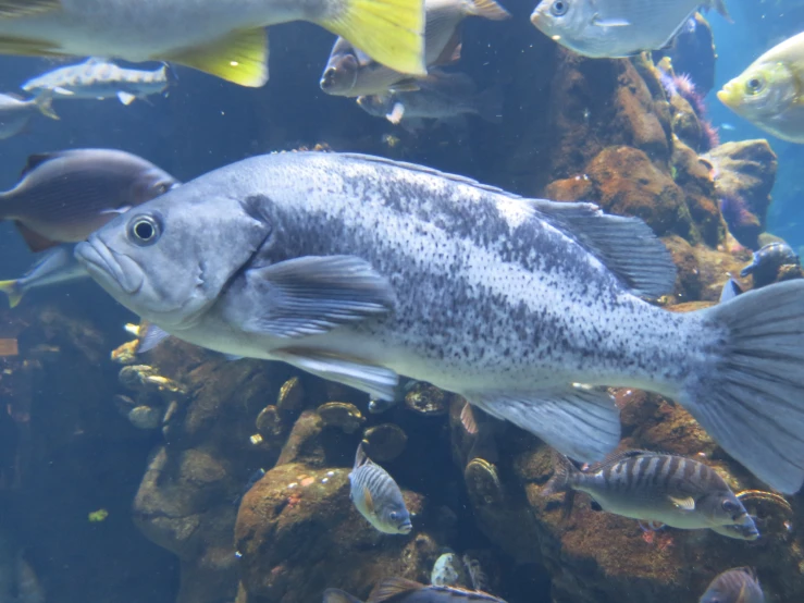 a large fish in the water with many small ones