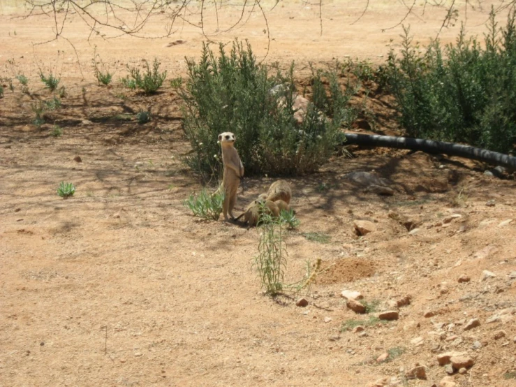 an image of a groundhog looking around