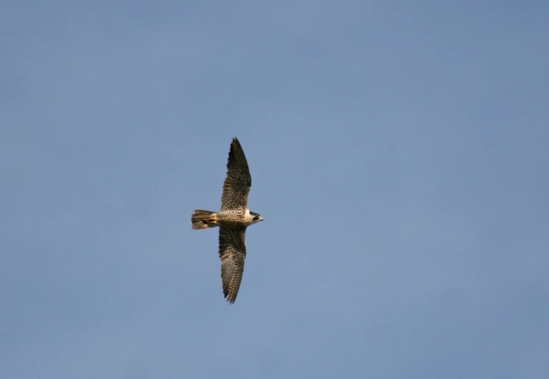 a hawk soaring in the blue sky with its wings spread
