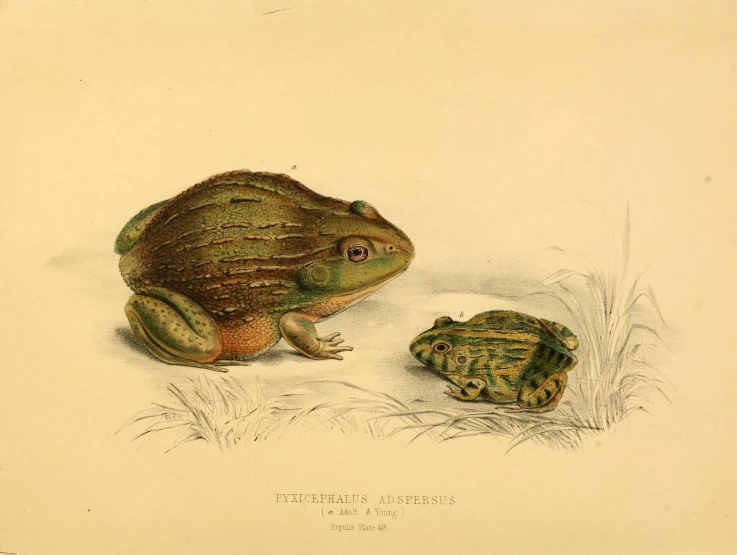 a frog is looking at the toad in its stomach